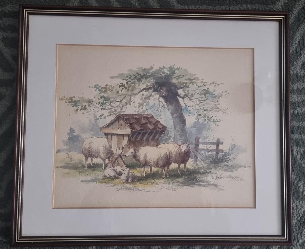 Reint Withaar Aquarel met Schapen, Ophalen of Verzenden