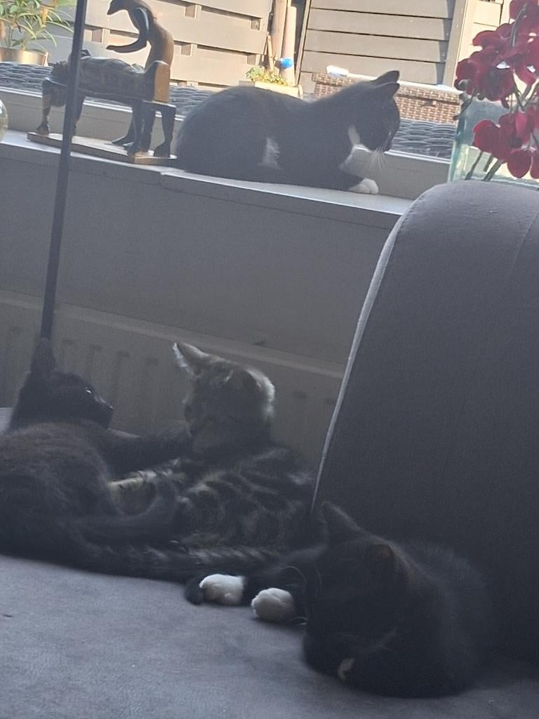 7 schattige kittens. Geboren op 14 en 8maart, Meerdere dieren, 0 tot 2 jaar