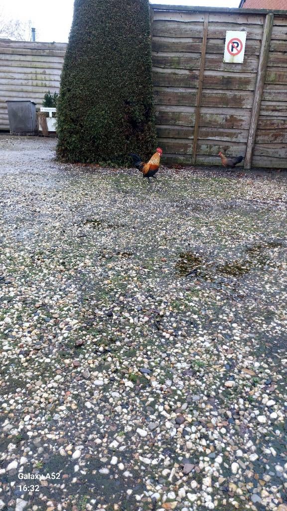 Hollandse kriel haan, Mannelijk, Kip