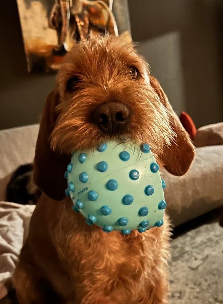 Hondenoppas gezocht!, Particuliere oppas