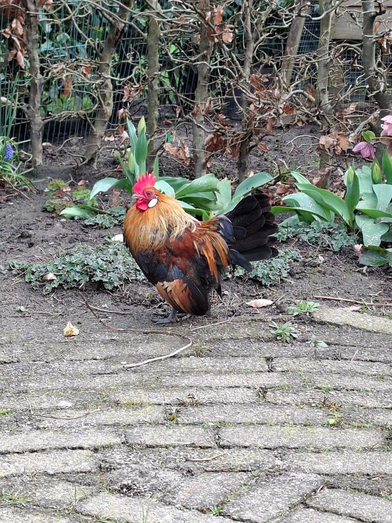 Hollandse Kriel haan, Mannelijk, Kip
