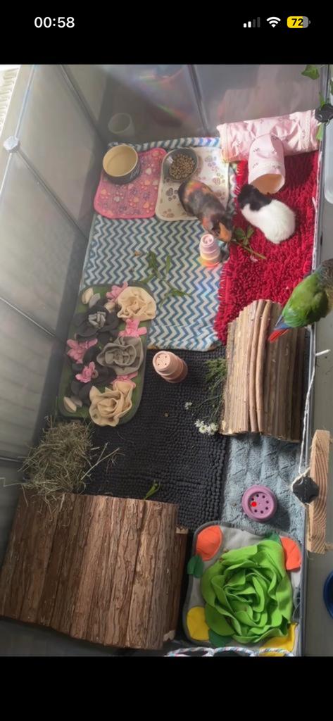 oppas & opvang voor verschillende huisdieren, Dieren en Toebehoren, Oktober, Meerdere dieren