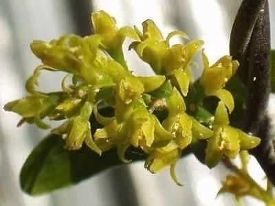 Caudex Dioscorea Sylvatica in de 16cm schaal., Overige soorten, Ophalen of Verzenden, In pot, Minder dan 100 cm