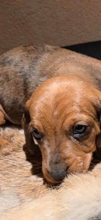 Waar zijn mijn broertjes en zusjes, Dieren en Toebehoren, Honden | Teckels en Dashonden, Kaninchen, Korthaar, Teef, Eén hond