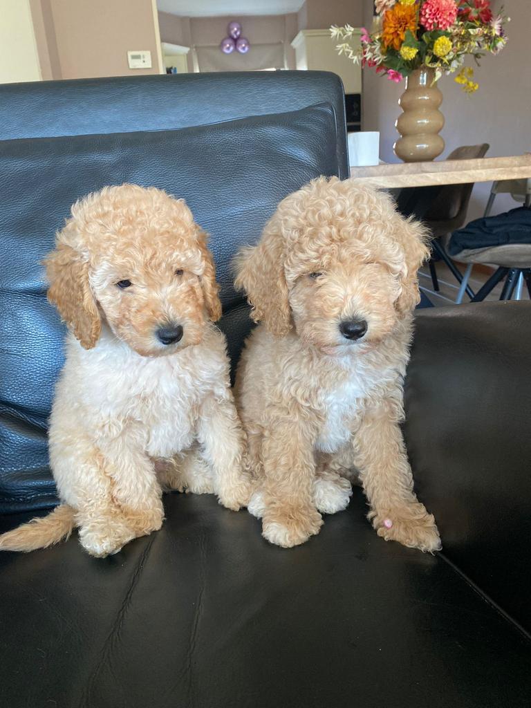 mini labradoodle!! 9 weken nog 1 reutje, Overige rassen, 8 tot 15 weken, Parvo, Meerdere