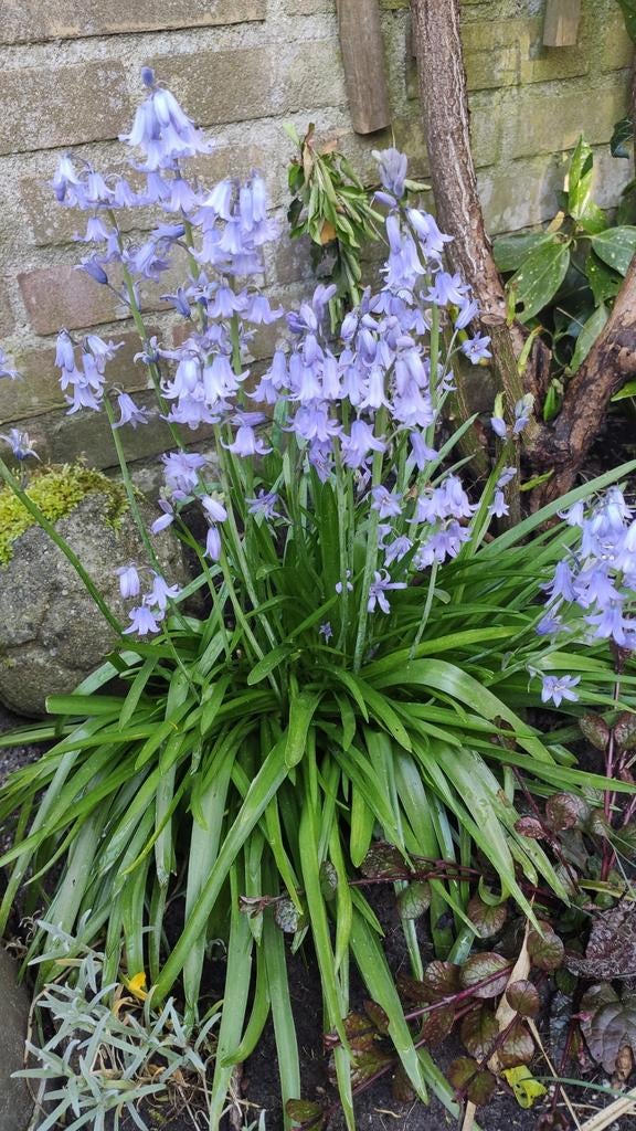 Wilde hyacint, Ophalen