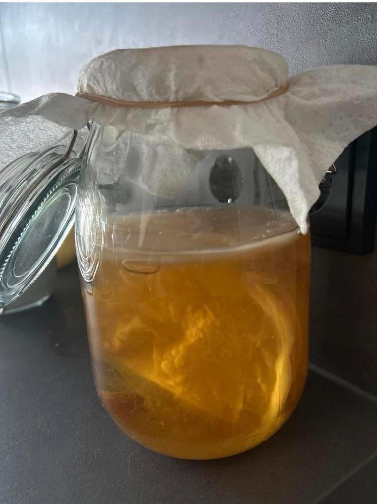 Kombucha scoby, Ophalen