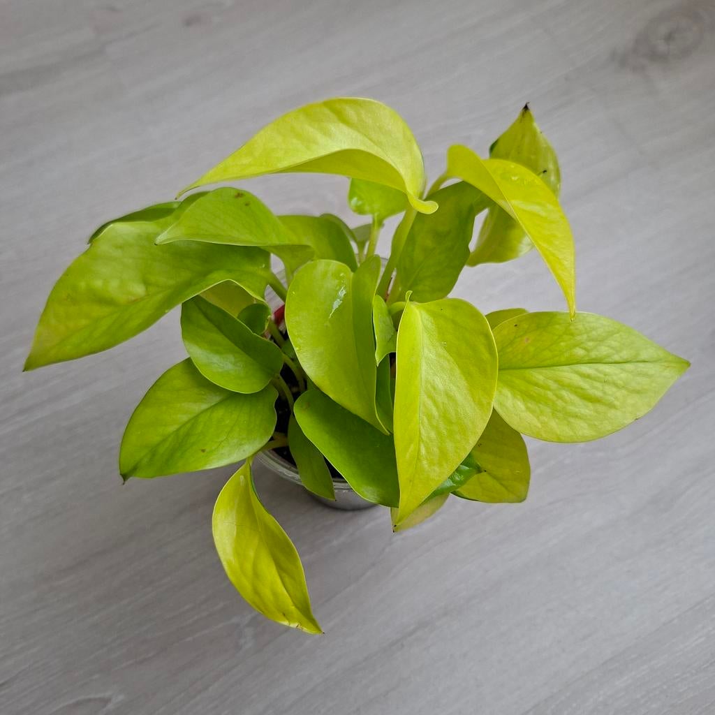 Epipremnum neon plantje, Ophalen of Verzenden, Halfschaduw, Minder dan 100 cm