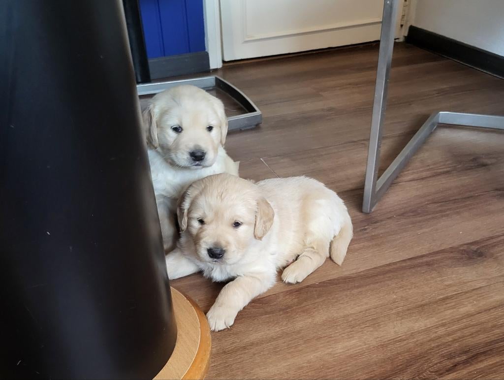 Prachtige raszuivere Golden Retriever puppies, Dieren en Toebehoren, Honden | Retrievers, Spaniëls en Waterhonden, Golden retriever
