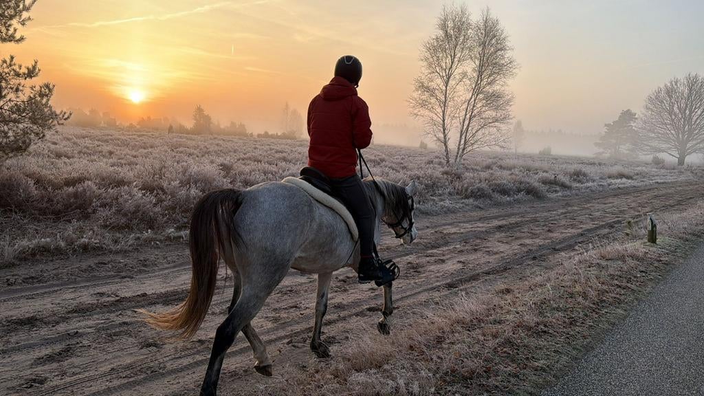 Bijrijder verzogster gezocht voor sport paarden