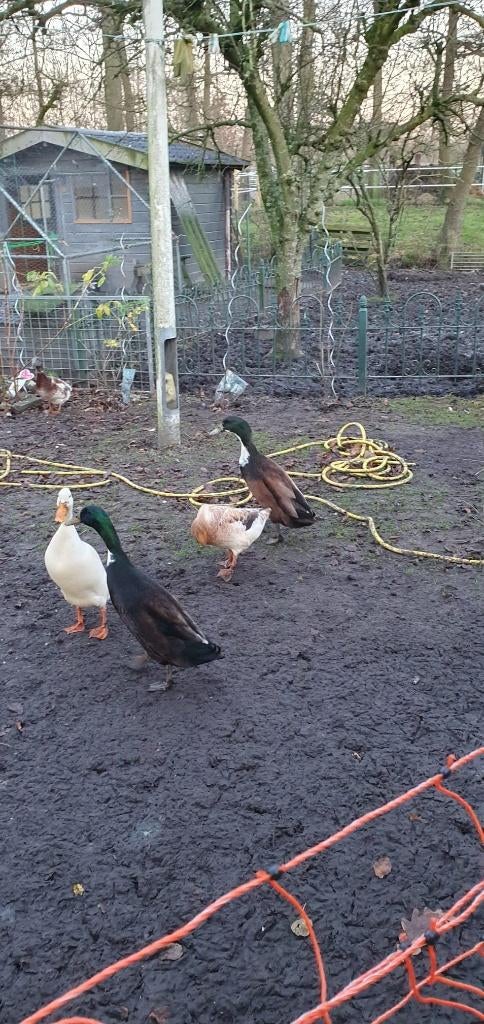 Loopeenden gratis, Dieren en Toebehoren, Vogels | Overige Vogels, Mannelijk, Tam