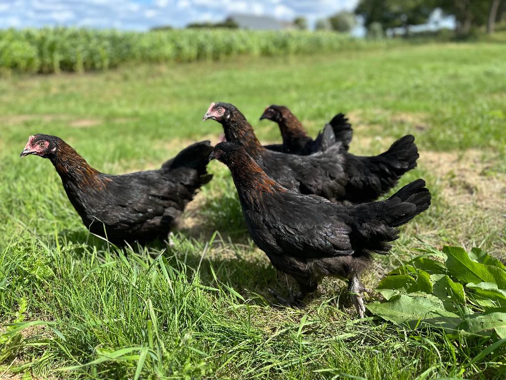 Jonge tamme Marans kippen gesekst en ingeënt, Vrouwelijk, Kip