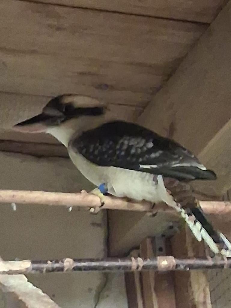 Kookaburra, Dieren en Toebehoren, Meerdere dieren