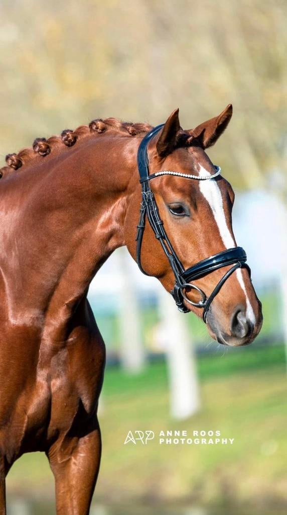 Super knap dressuur talent, Met stamboom, Ruin, M, Dressuurpaard