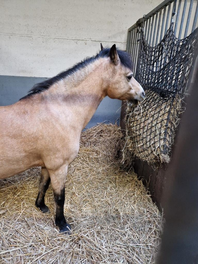 Shetlander pony of paarden spullen gezocht, Ophalen of Verzenden