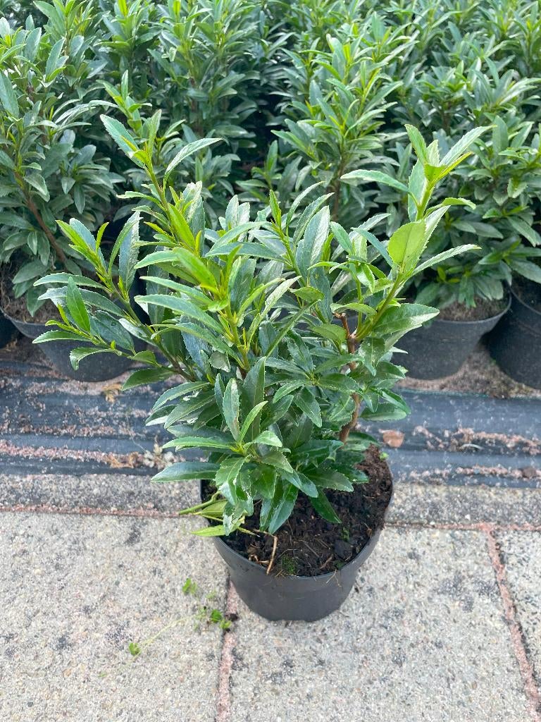 Laurier 'Sofia' Smalblijvend, geschikt als Buxusvervanger!🪴, Ophalen, Laurier, Haag, Minder dan 100 cm