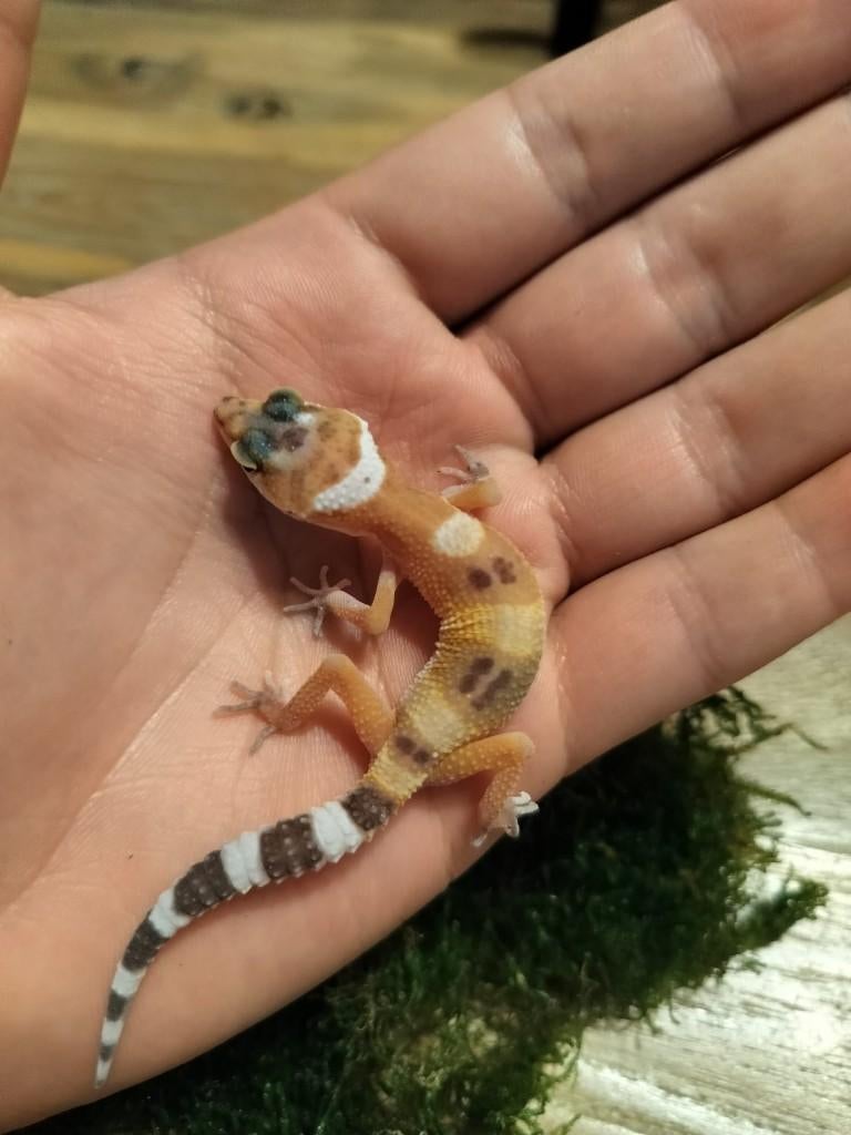 Jonge/ baby luipaardgekko, Dieren en Toebehoren, Hagedis, 0 tot 2 jaar