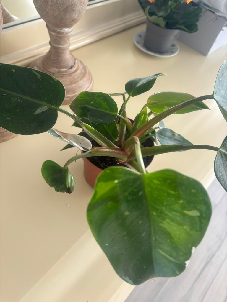 Philodendron white whizard, Ophalen of Verzenden, Halfschaduw, Minder dan 100 cm