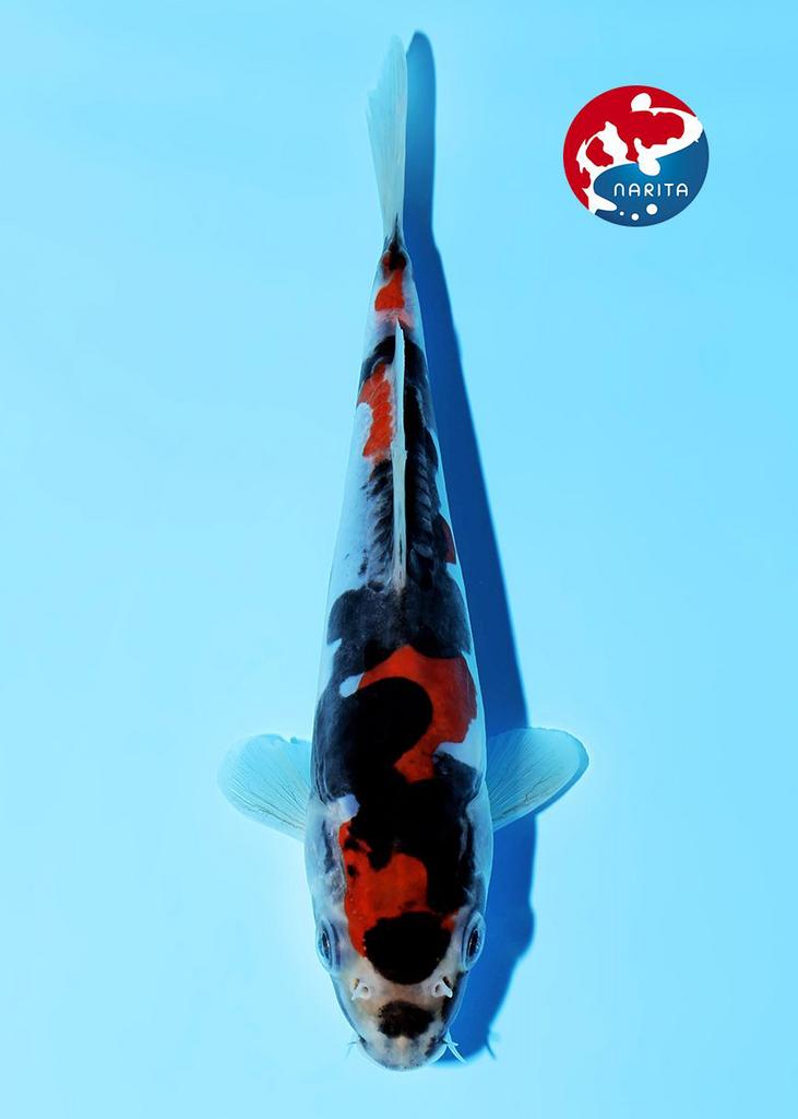 Maruhide Tosai Doitsu Showa, Karper of Koi