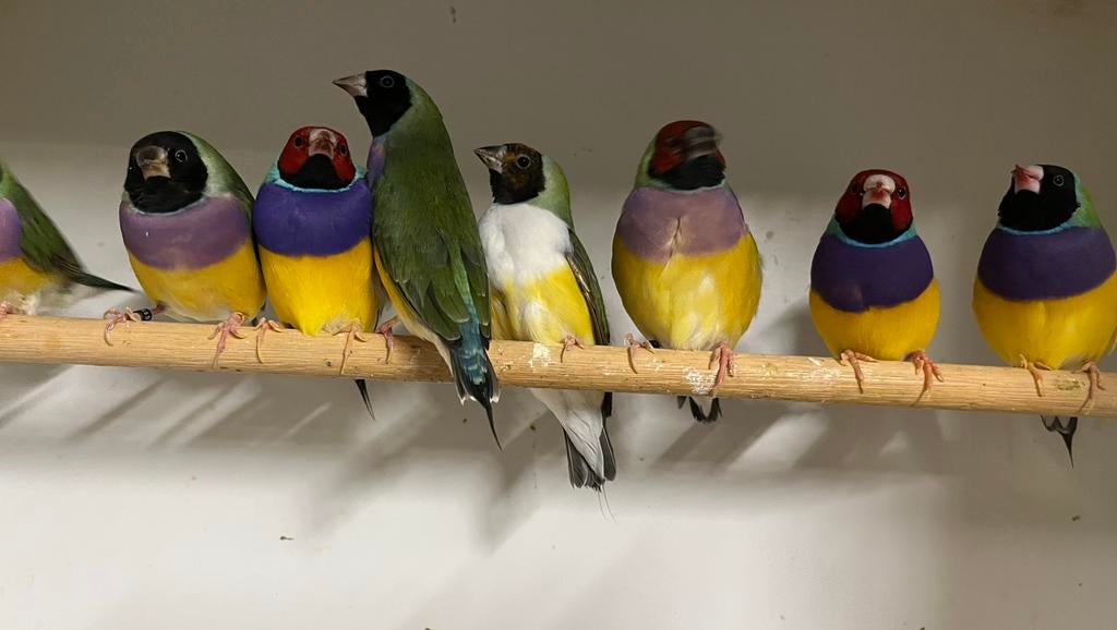 Diverse vogels, Meerdere dieren, Tropenvogel, Geringd