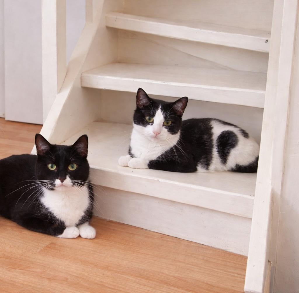 Two cats - gebonden kattenkoppel, Dieren en Toebehoren, Katten en Kittens | Overige Katten, Kater
