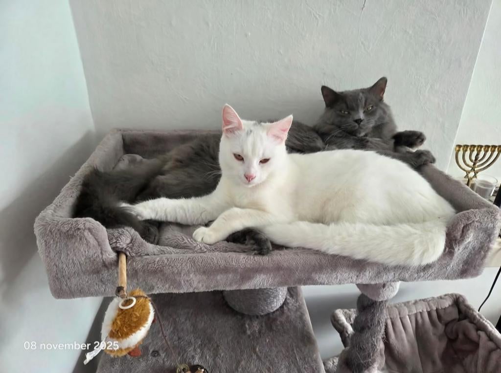 Ragdoll Siamees siamese kittens, Dieren en Toebehoren, Meerdere dieren