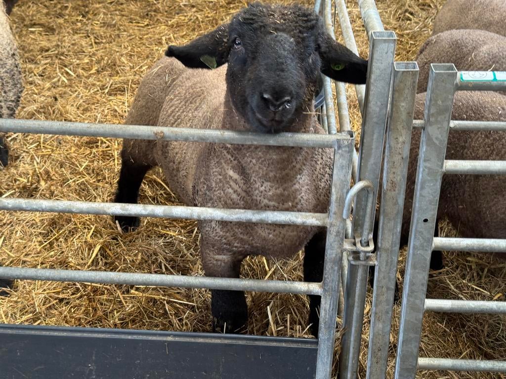 Suffolk en Poll Dorset ramlammeren en ooilammeren., Dieren en Toebehoren, Meerdere dieren, Schaap