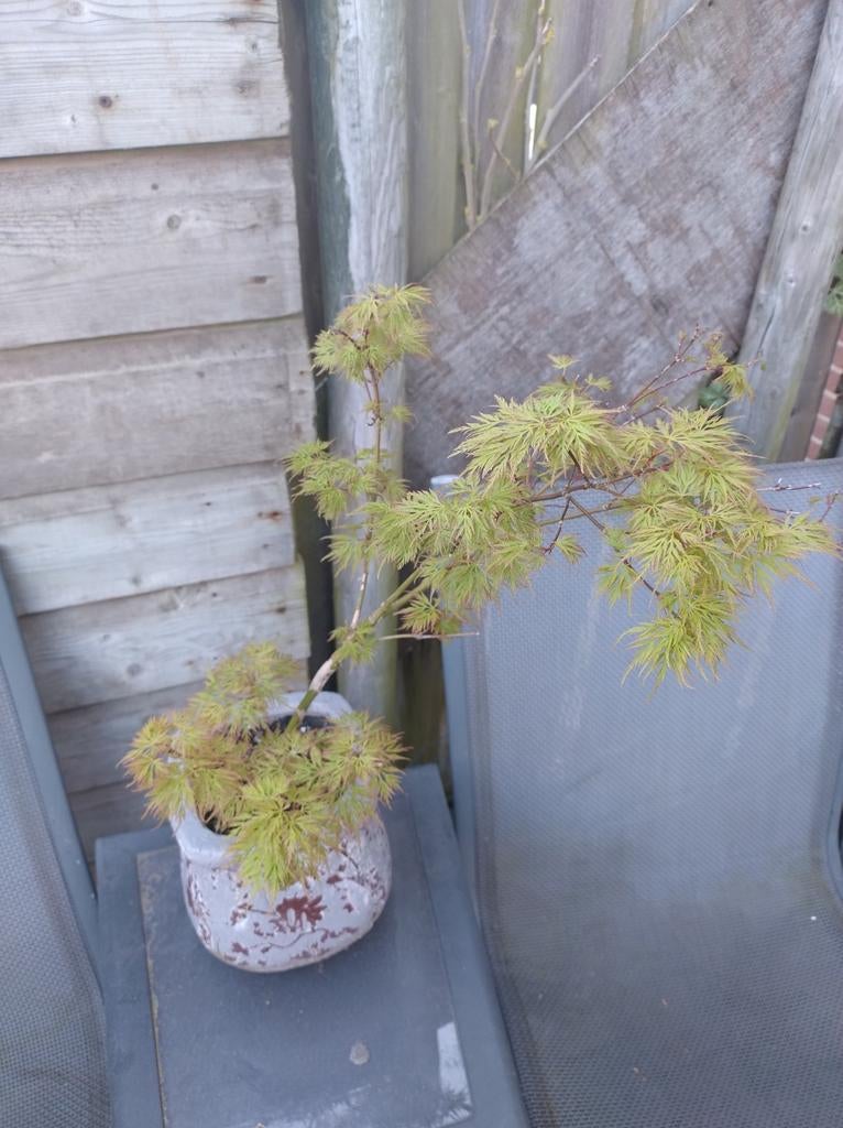 Acer palmatum disectum in pot, Ophalen of Verzenden, Bloeit niet, Overige soorten, Halfschaduw