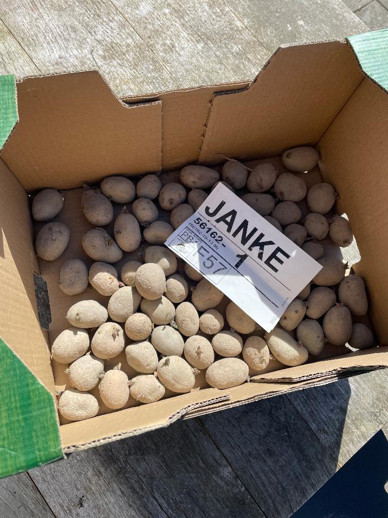 Janke pootaardappelen, Ophalen, Voorjaar, Volle zon, Knol