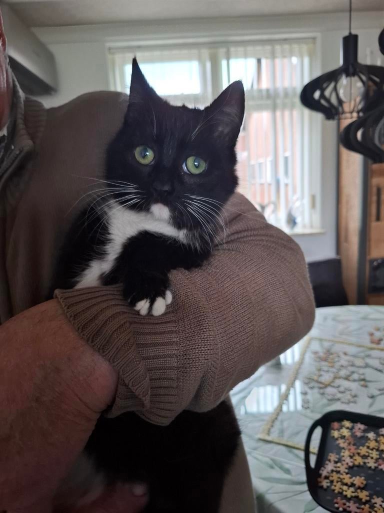 Poes en kater ongeveer half jaar oud, Dieren en Toebehoren, Katten en Kittens | Overige Katten, Meerdere dieren, Kortharig, 0 tot 2 jaar