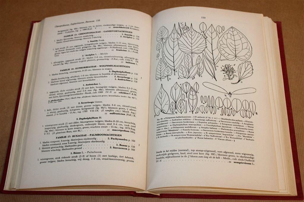 Nederlandse Dendrologie — Naslagwerk, Vintage Boek 1968, Ophalen of Verzenden, Gelezen