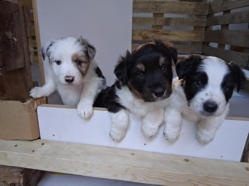 Border Collie pups, Parvo, 8 tot 15 weken, Collie, Meerdere