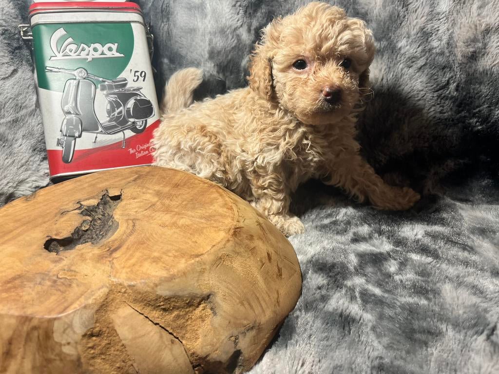 Toy Podel 🐩❤️, Poedel, Parvo, Reu, 8 tot 15 weken