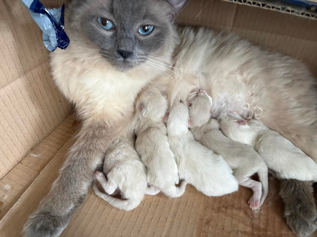 5 Ragdoll kittens te koop, Dieren en Toebehoren, Geslacht onbekend, Langharig, 0 tot 2 jaar
