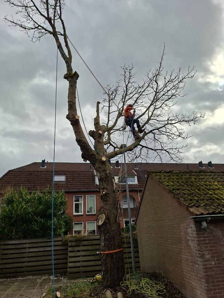 Boomverzorger/Etw’er