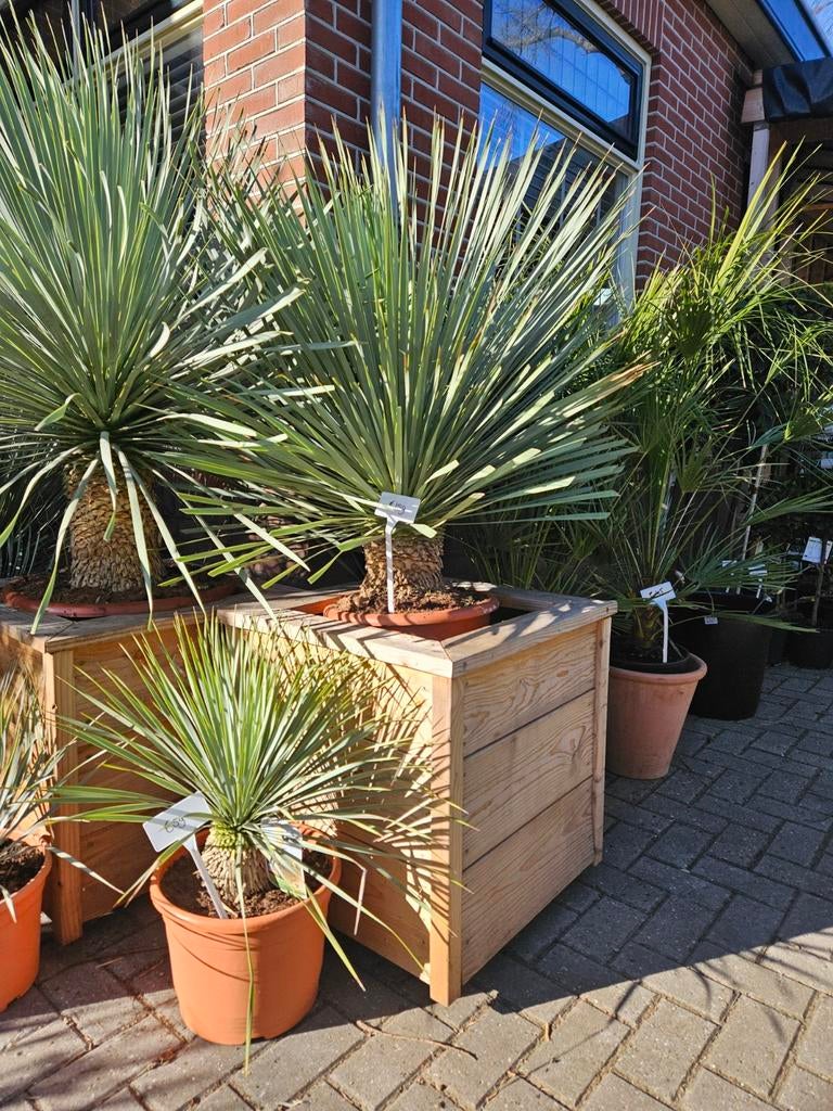 4 maten Yucca Rostrata vanaf 39 euro