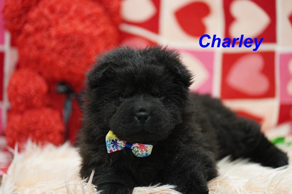 Prachtige en gezonde Chowchow puppy’s, Overige rassen, 8 tot 15 weken, Buitenland, Parvo