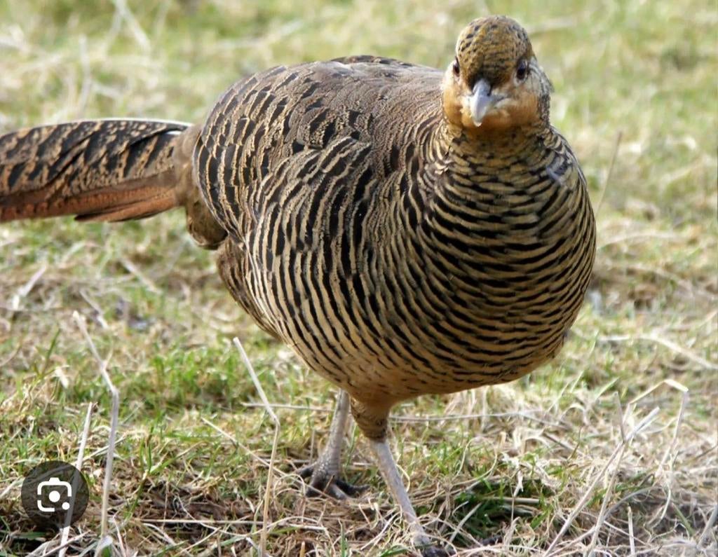 Te Koop gevraagd goudfazant hen (vrouwtje), Dieren en Toebehoren, Vrouwelijk, Overige soorten