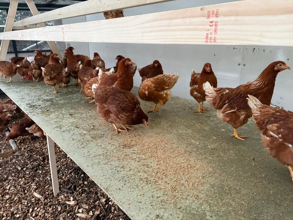 Jonge bruine legkippen - legkip - kip - leghen, Dieren en Toebehoren, Pluimvee, Vrouwelijk, Kip