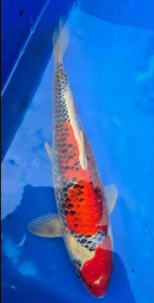 Japanse Koi Kujaku, Dieren en Toebehoren, Vissen | Vijvervissen, Karper of Koi