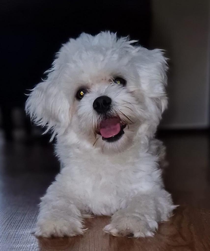 Dekreu, Reu, 1 tot 2 jaar, Parvo, Eén hond