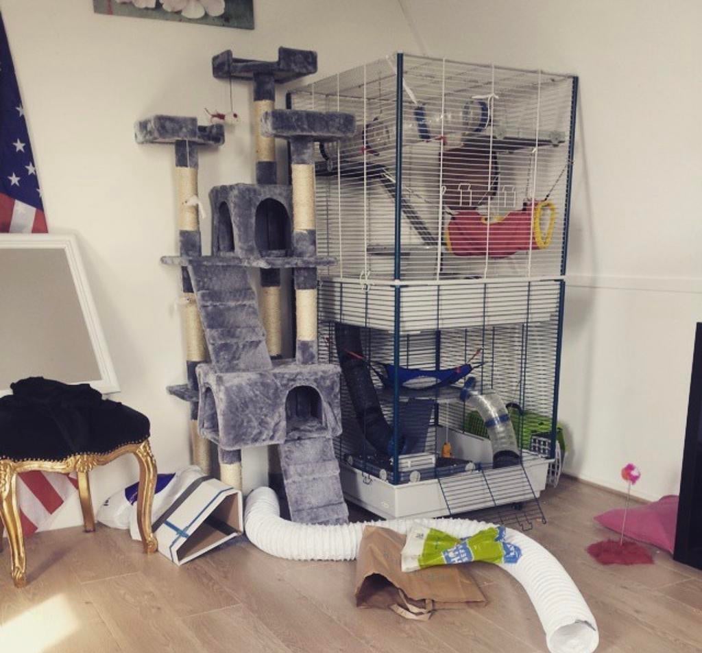 Aangeboden Fretten for everhome en of vakantieadres, Dieren en Toebehoren, December, Geslacht onbekend, Fret