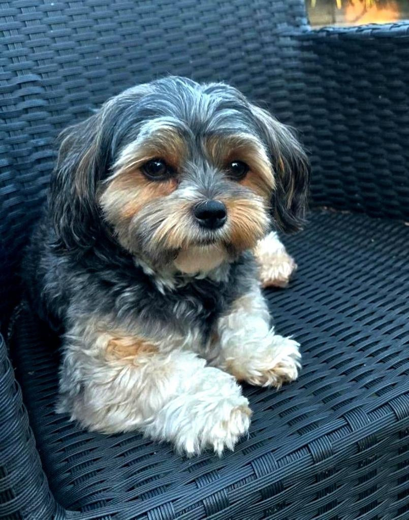 Dekreu Boomer niet te koop Mini york x Maltees x Kingcharles, Dieren en Toebehoren, Honden | Dekreuen, Parvo, Reu, Eén hond, 3 tot 5 jaar