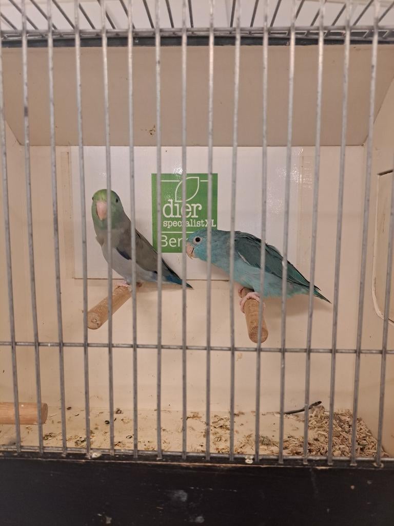 Bewezen kweekkoppel forpussen turquase x blauw, Meerdere dieren, Parkiet