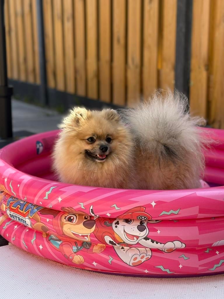 Pomeriaan dekreu! (NIET TE KOOP), Dieren en Toebehoren, Keeshond, HCC (leverziekte), Reu, 1 tot 2 jaar