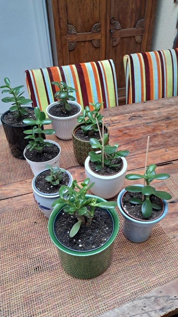 Geldboom crassula ovata in sierpot. Uitzoeken 5 euro per pot, Ophalen, Halfschaduw, Minder dan 100 cm