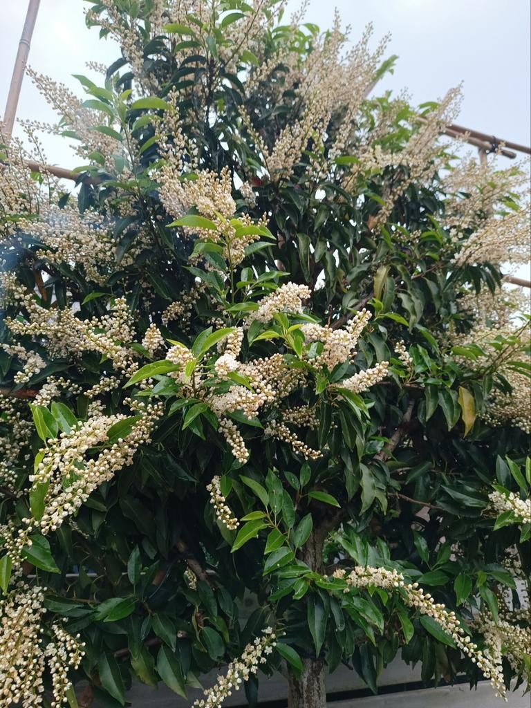 Portugese laurier | Prunus lusitanica angustifolia, Tuin en Terras, Planten | Bomen, Ophalen of Verzenden, In pot, Halfschaduw