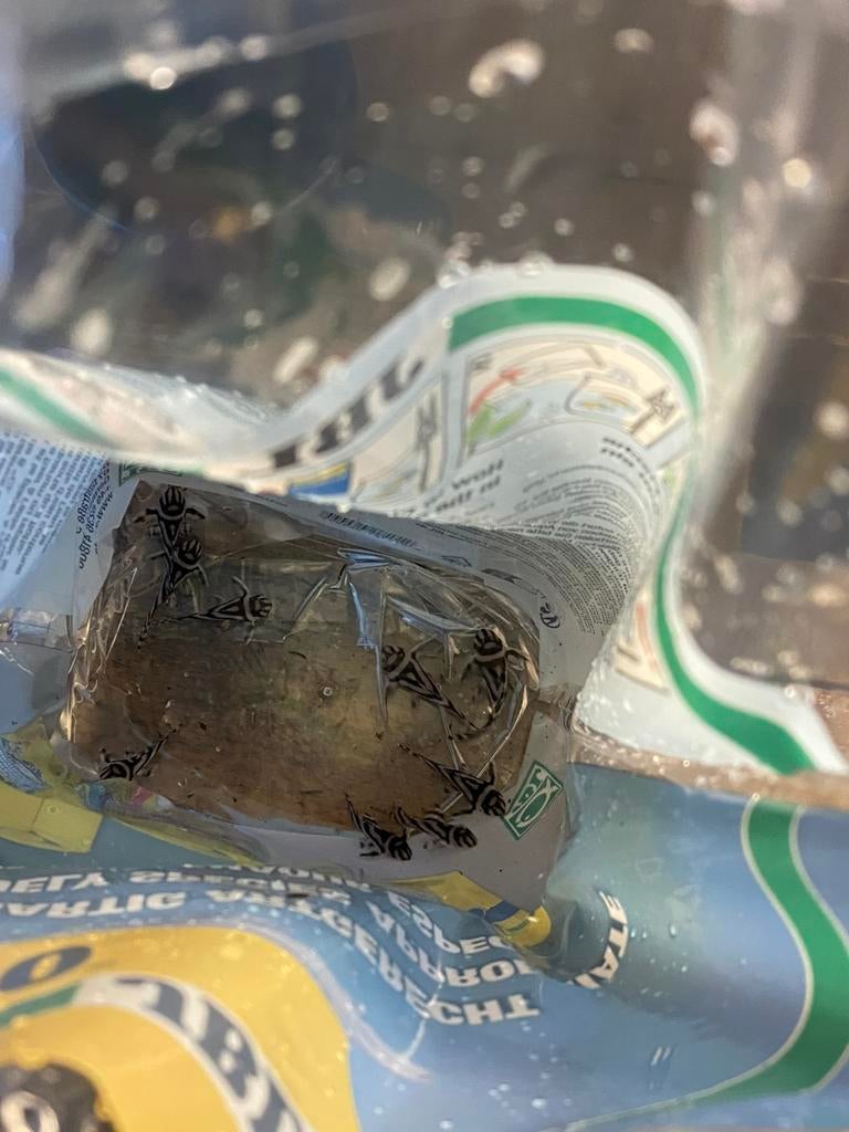 L046 / L46 - hypancistrus zebra, Vis