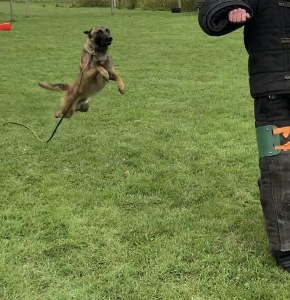 Gezocht Herdershond, Dieren en Toebehoren, Honden | Herdershonden en Veedrijvers, Parvo, 15 weken tot 1 jaar, Meerdere dieren