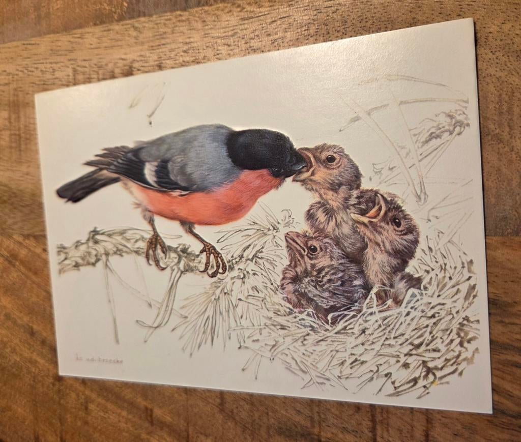 Goudvink voert jongen - Ko van den Broecke, Verzenden, 1960 tot 1980, Ongelopen, Vogel